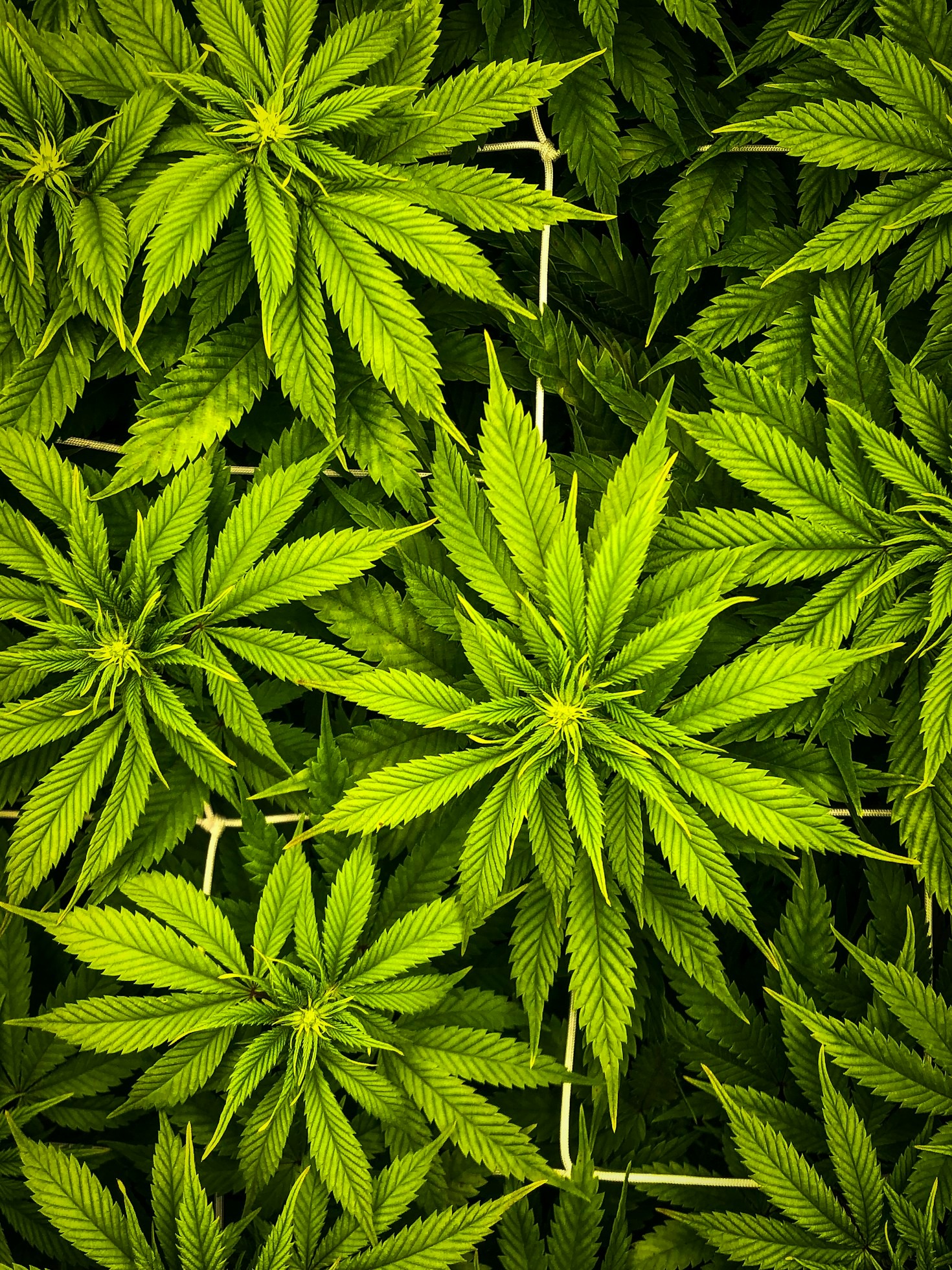 Why Private Clubs Are Shaping Cannabis Experiences