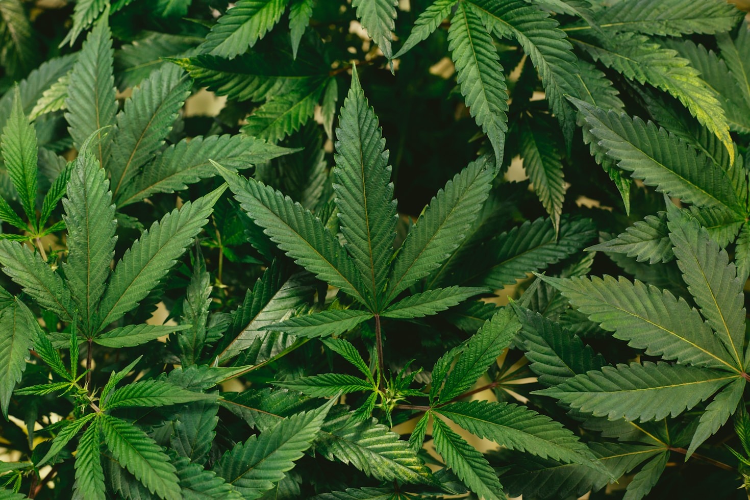 Building Connections in the Cannabis World